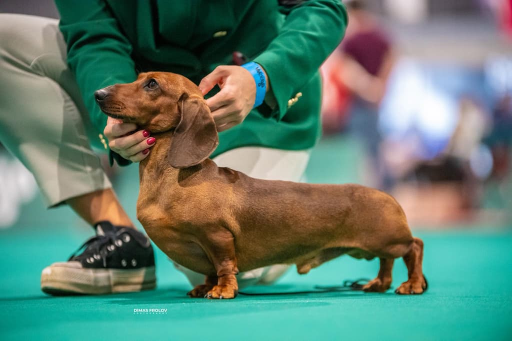 Progenitor Boomerang with Target Degli Aristobassi