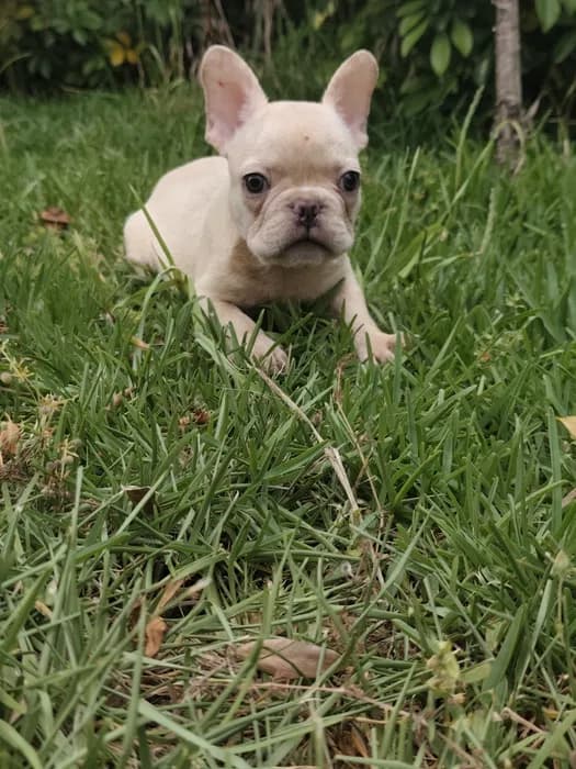 Fotografia de Macho, 2