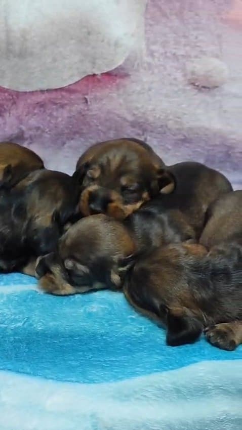 Cachorro Macho 5