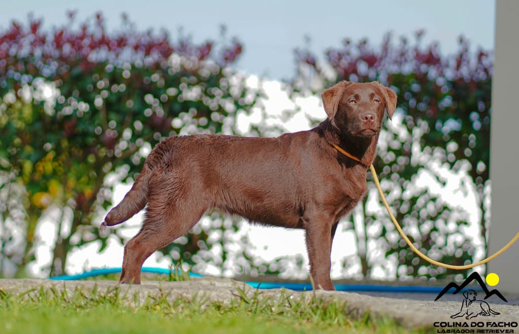 Progenitor Charlotte M