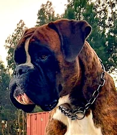 Progenitor Nyir-Box Maximus