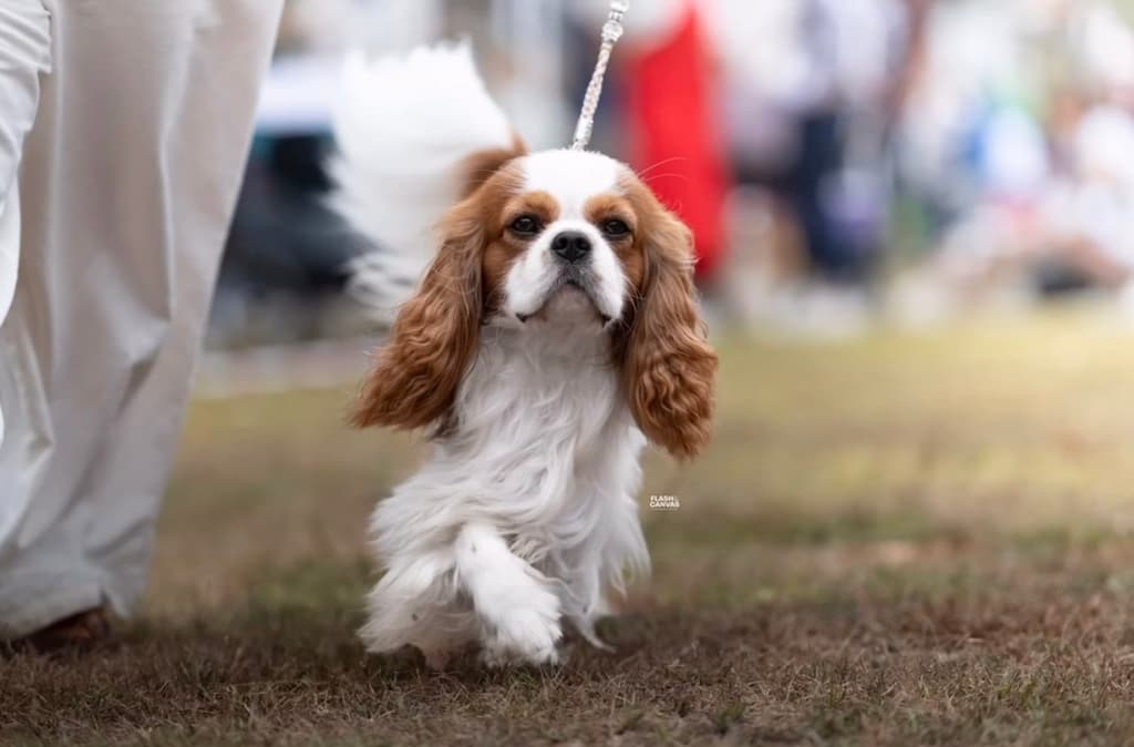 Progenitor MaCor Royals A Love Affair ( Love)