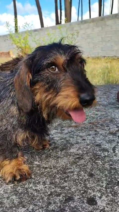 Progenitor Logan do Pisteiro