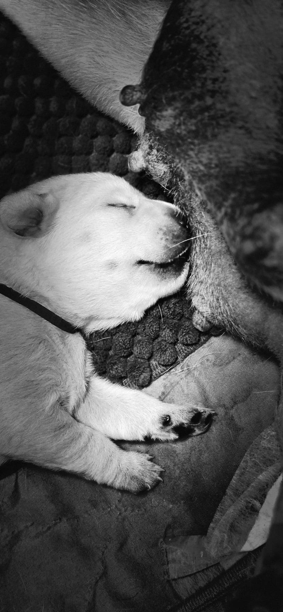 Fotografia de COOKIE DA LENDA D´SAPHIRA