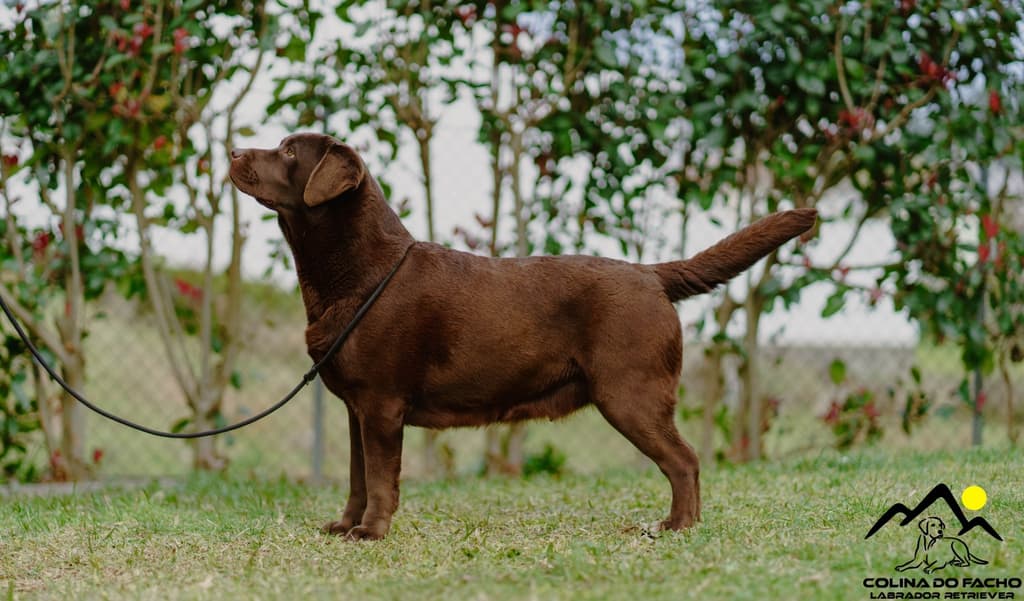 Progenitor Divine Grace