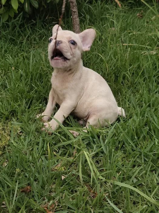 Fotografia de Macho, 1