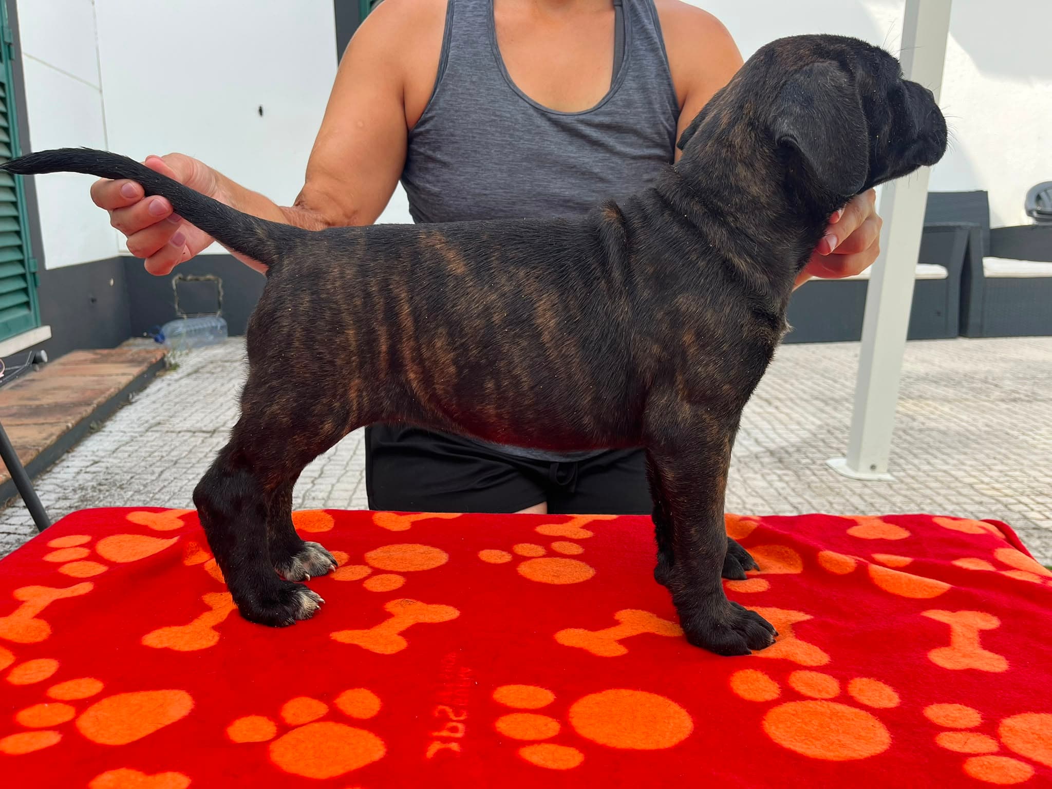 Cachorro Tigrada 1