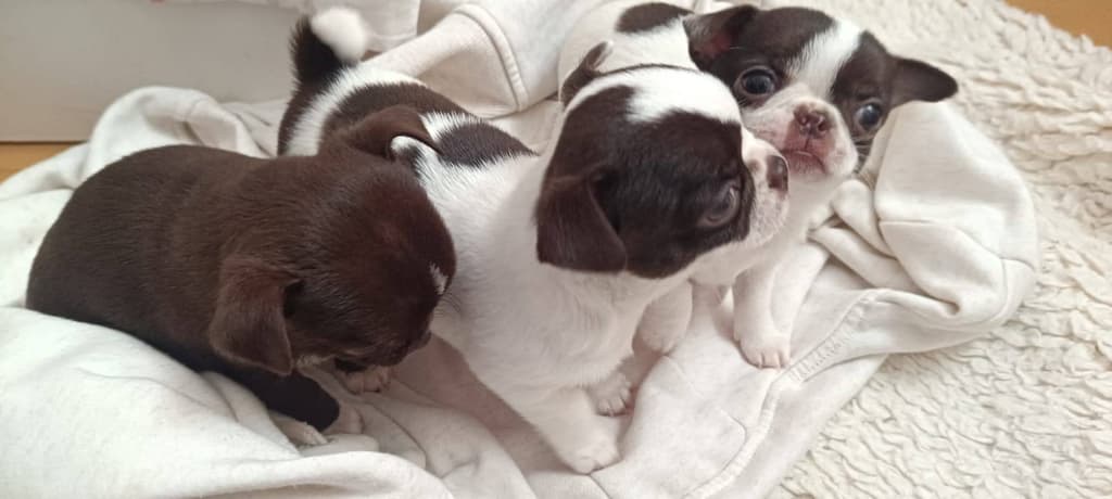 Richie Marques galeria