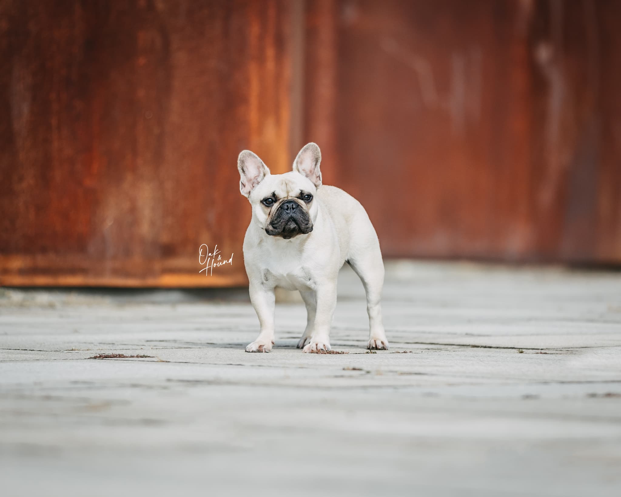 Reis da Fonte Kennel galeria
