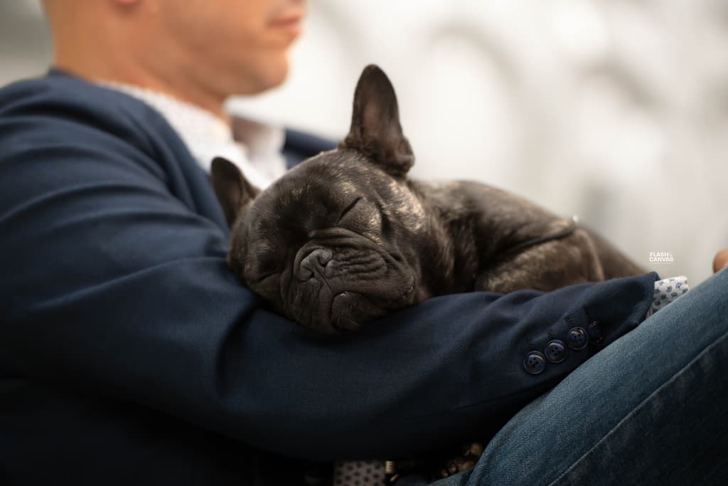 Image for Reis da Fonte Kennel