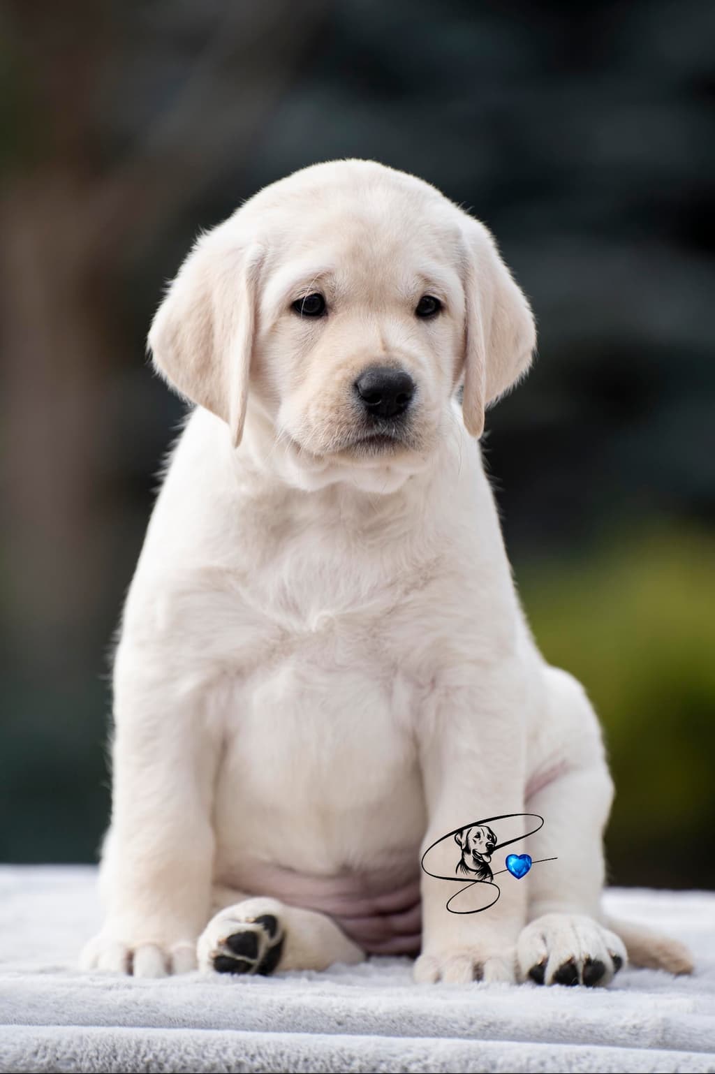 LENDA D’SAPHIRA KENNEL galeria