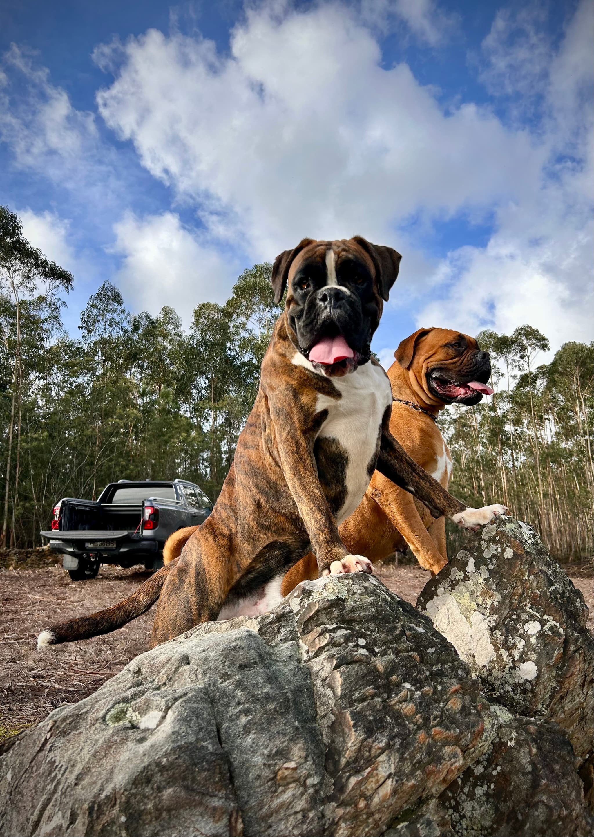 Boxer Kennel von Engel Saint Michael galeria