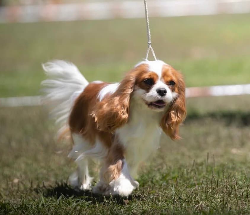 Progenitor Ketti Valivans ( Emma)