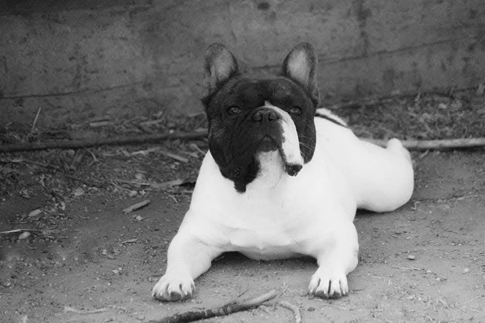 Reis da Fonte Kennel galeria