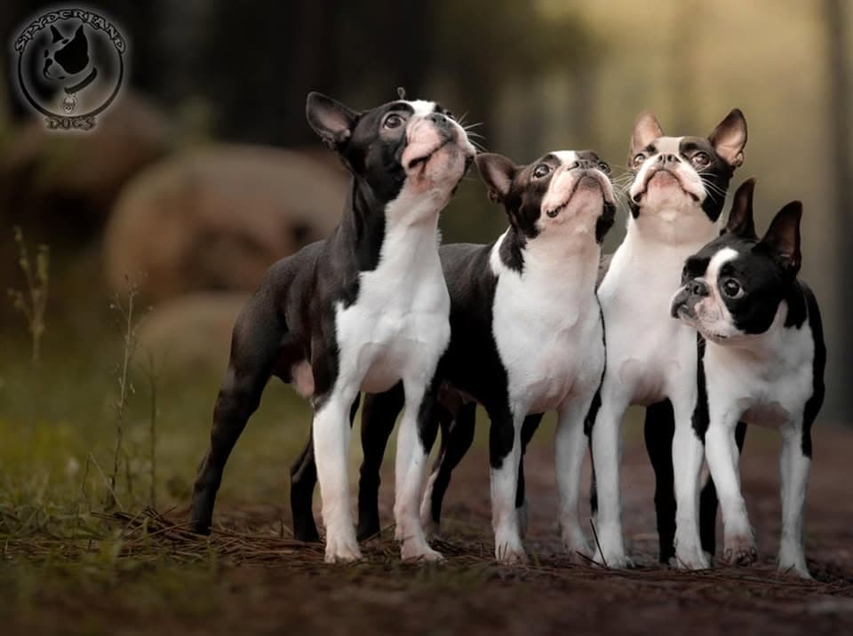 Spyderland Dogs galeria