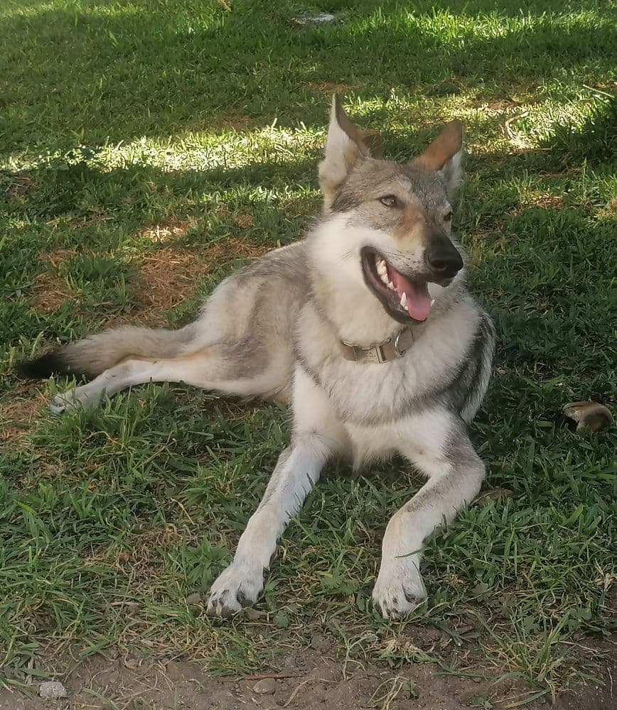 Progenitor Wolf & She - Silka