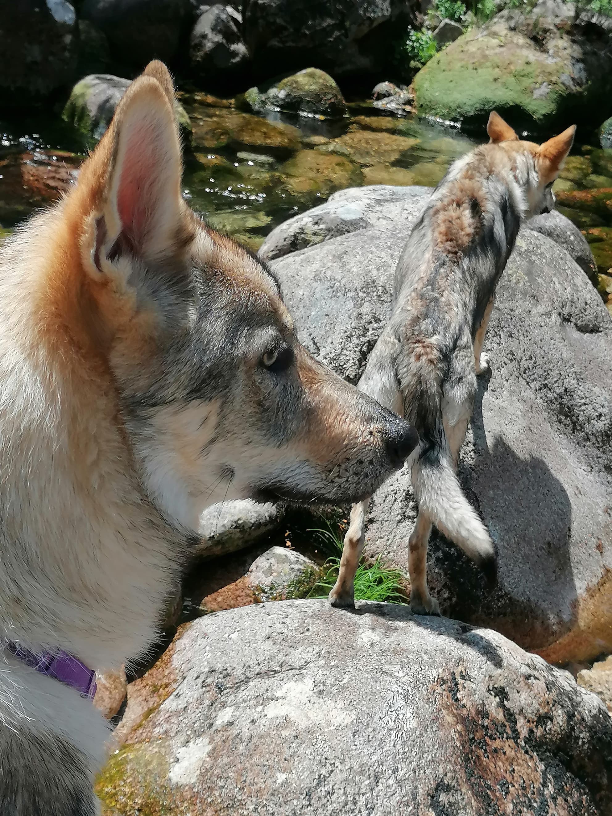 Fotografia de Lobos da Invicta