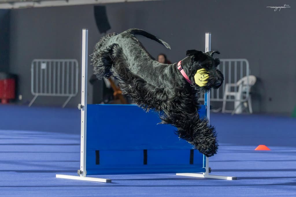 Progenitor XENA DE FERRUXO CANS