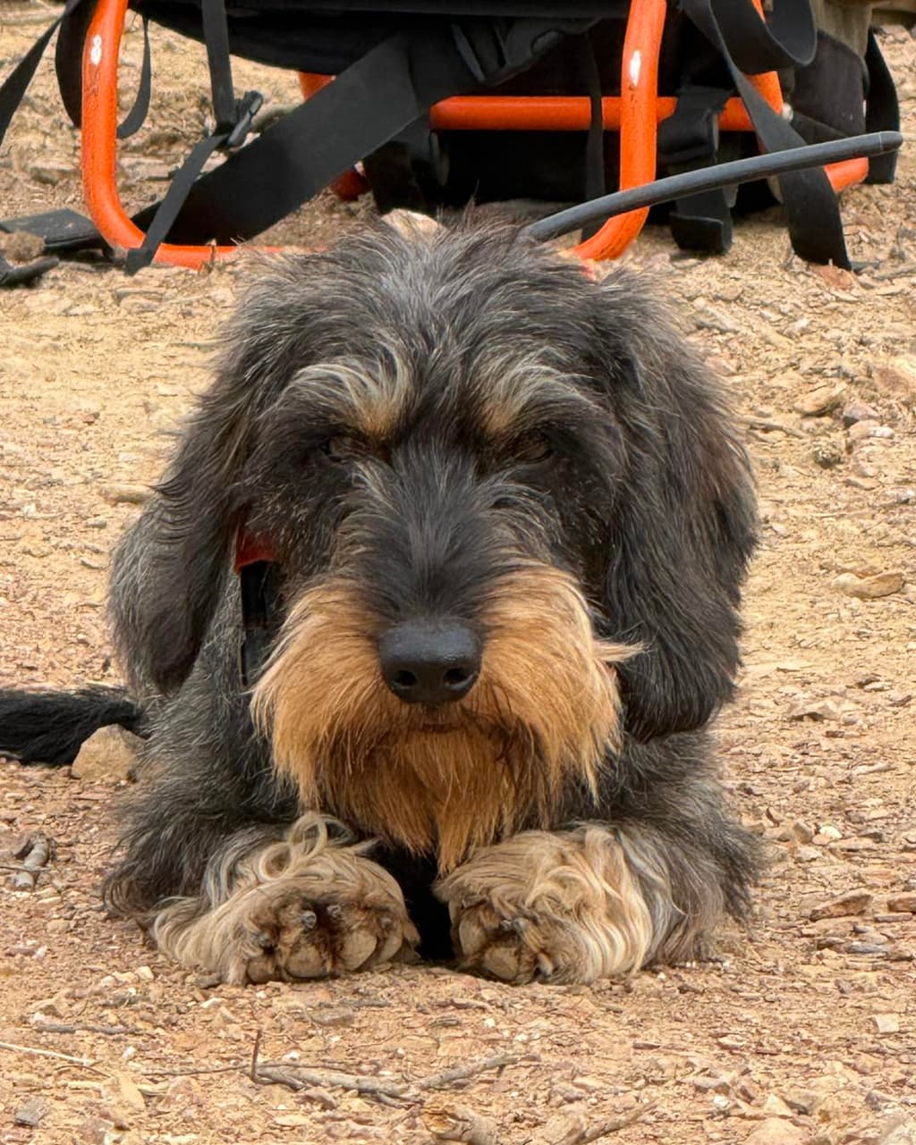 Los Kreismann galeria