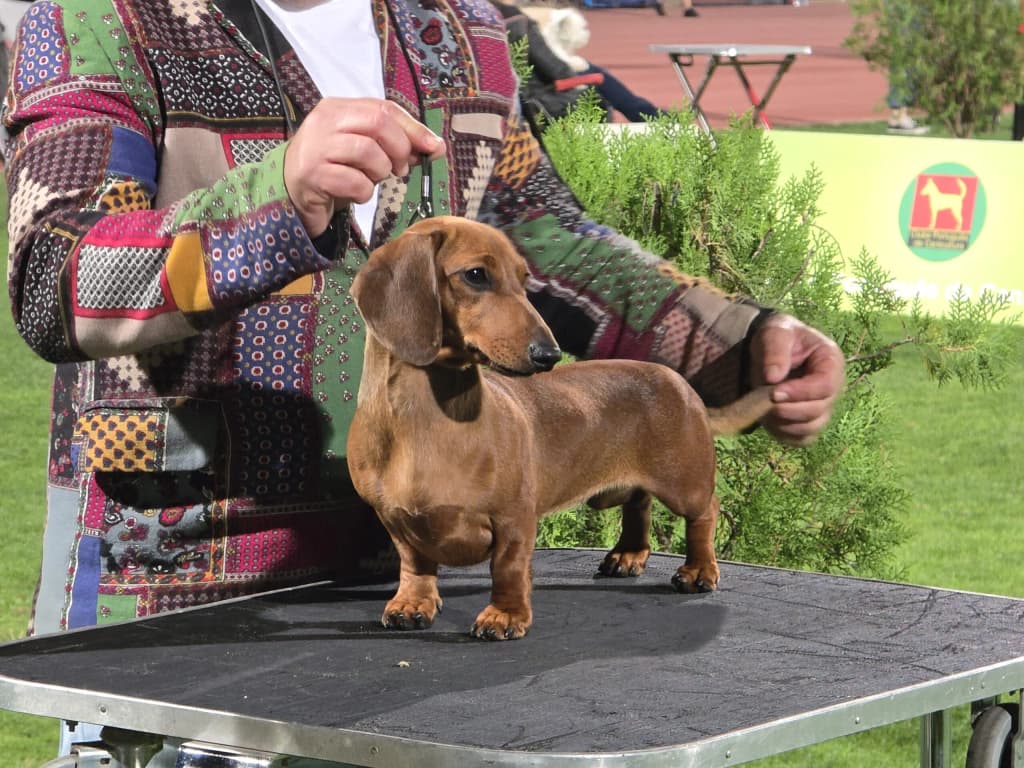 Progenitor Alzawaia Farah Transmiter of Joy