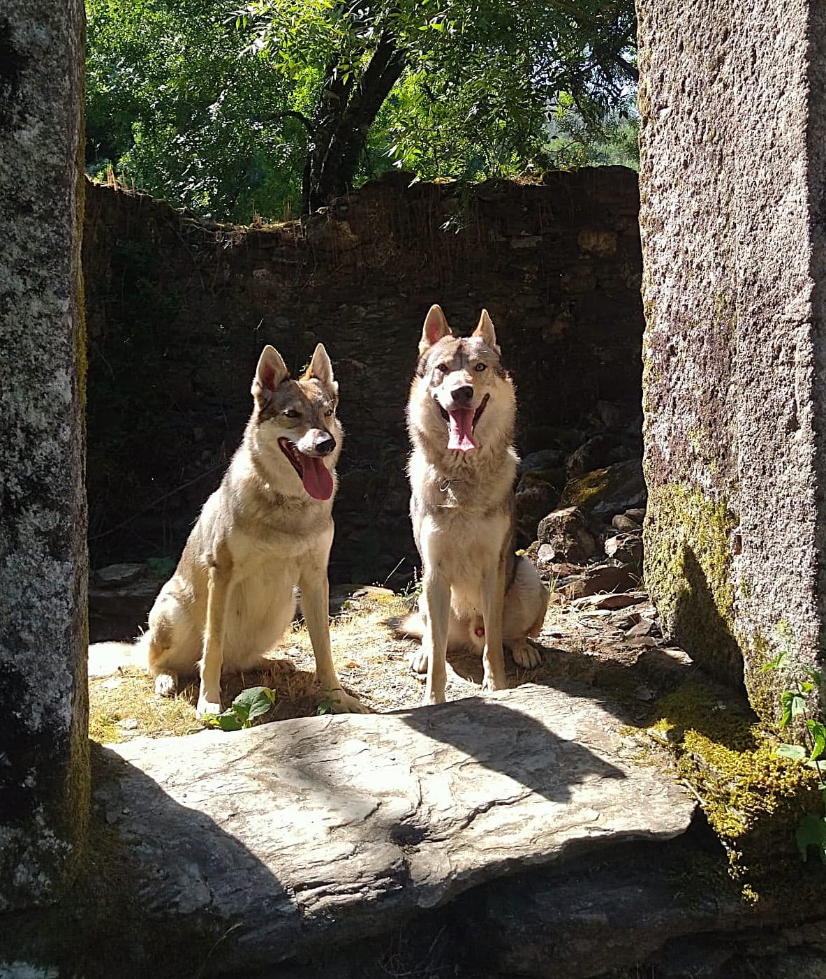 Fotografia de Lobos da Invicta