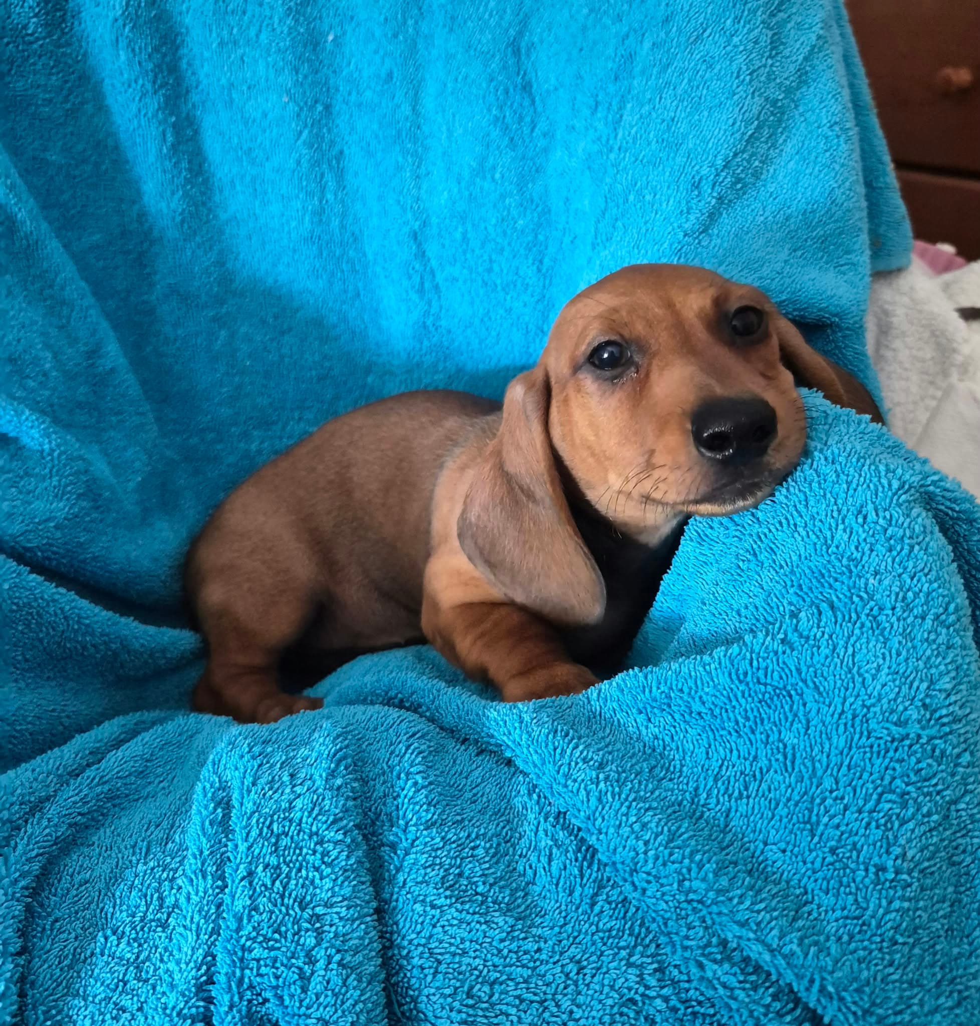 Fotografia de Macho