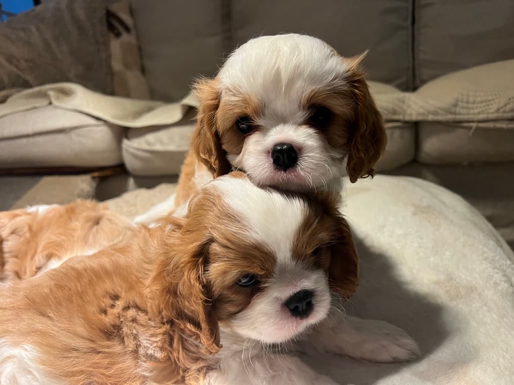 MaCor Royals  galeria