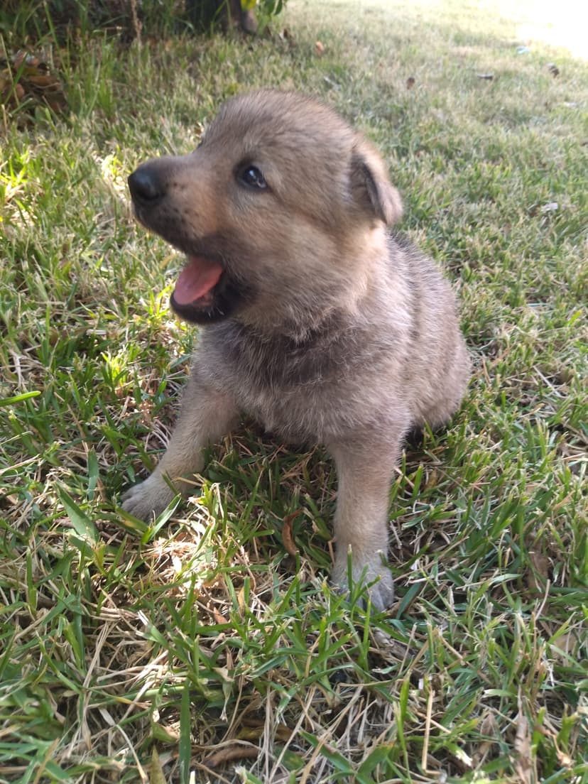 Coleira Azul (Por definir)