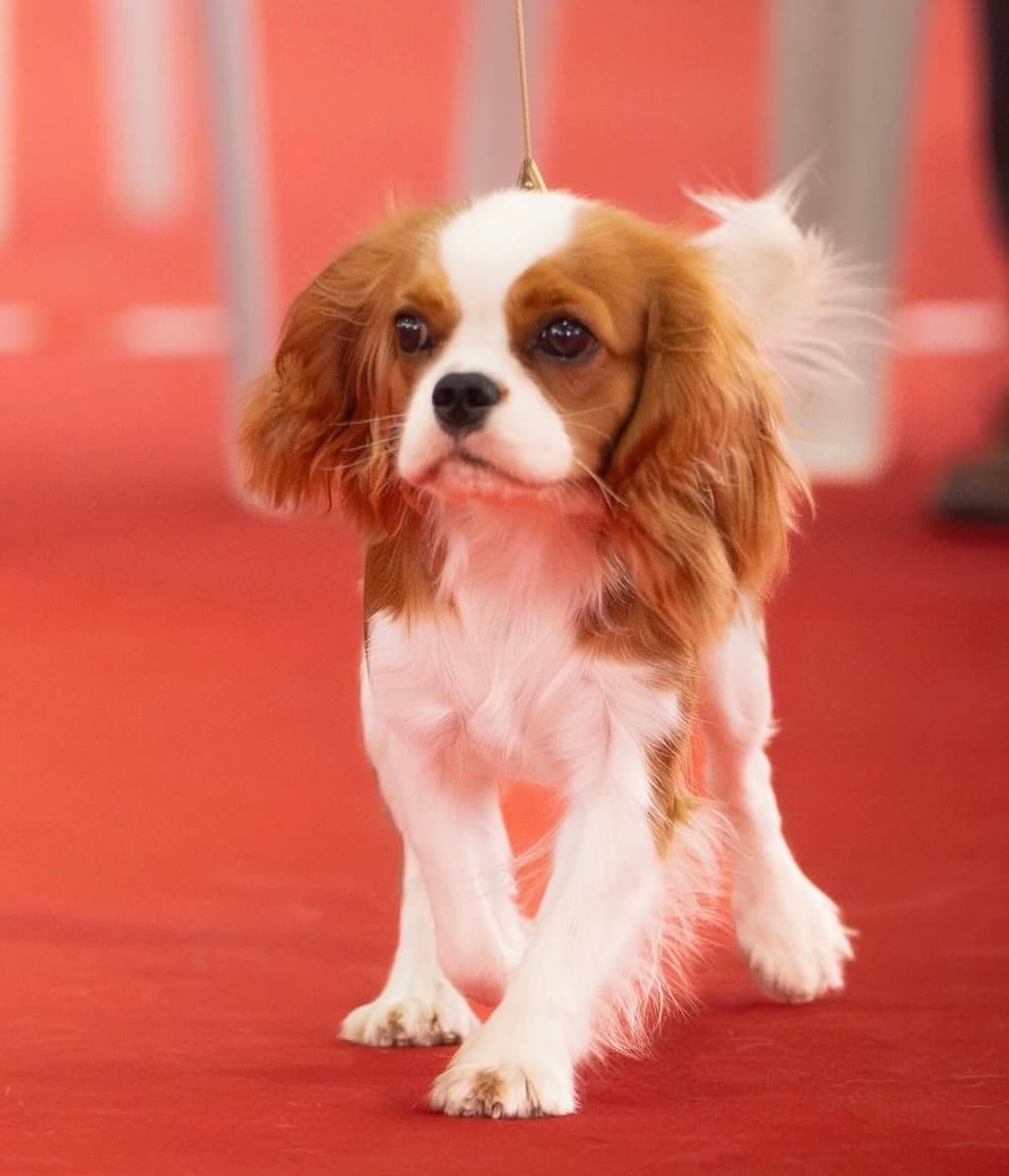 Progenitor Amber Tyras Amazonitas 