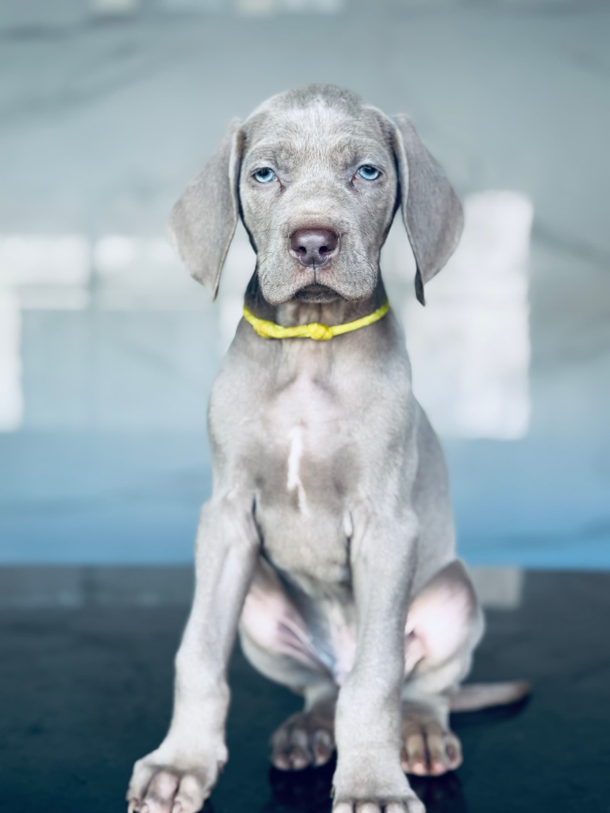 Progenitor Bernardo da Casa GreyCards Weimaraners 