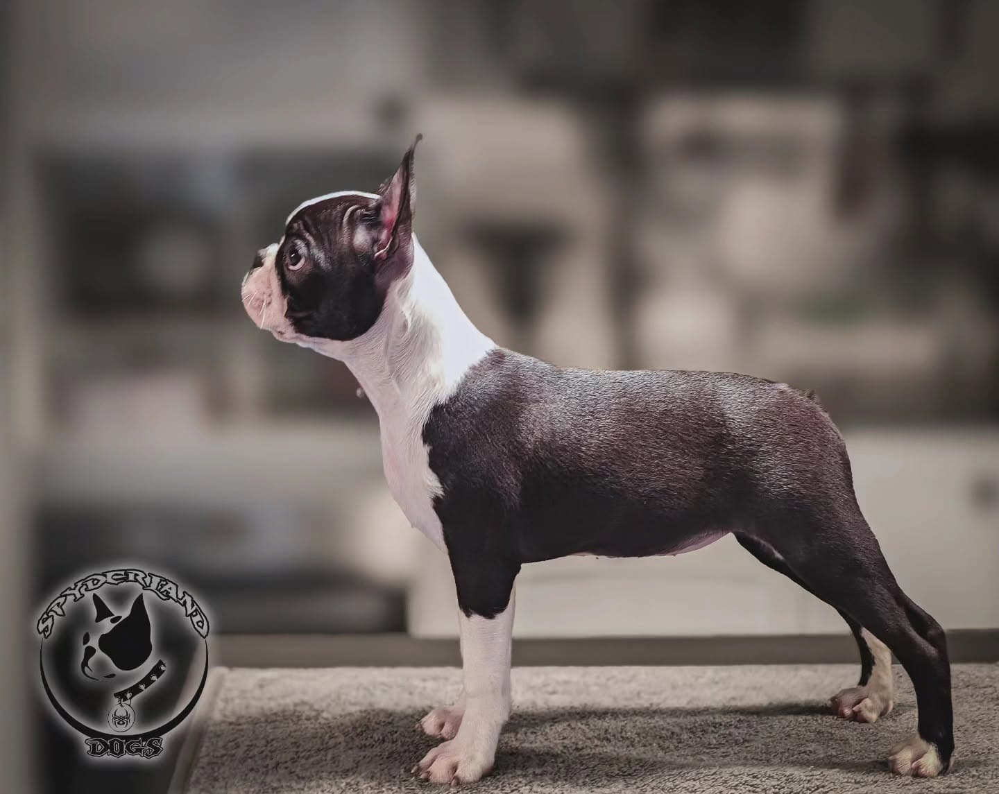 Fotografia de Jessica Eden of Spyderland Dogs