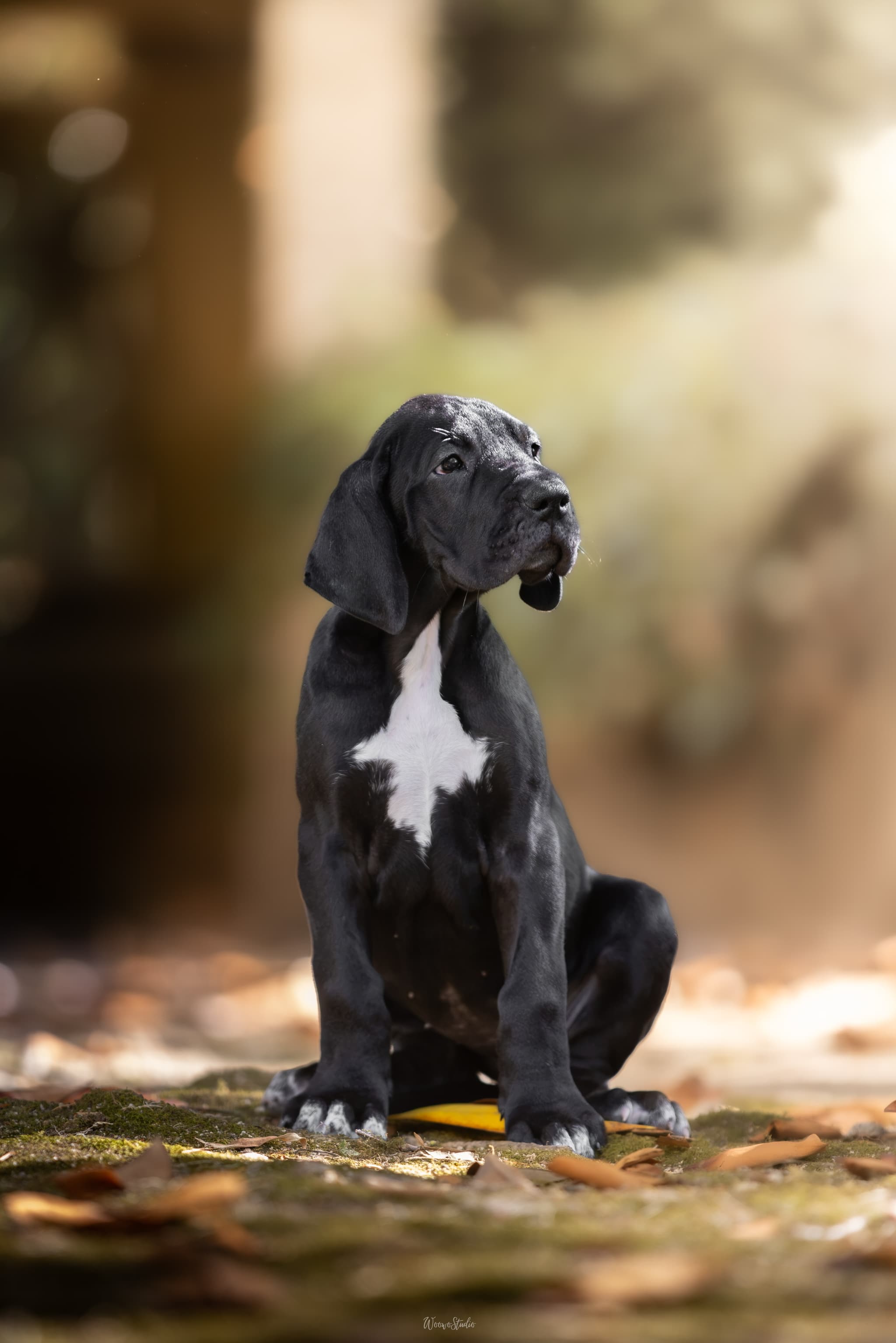 Cachorro Coleira Vermelha