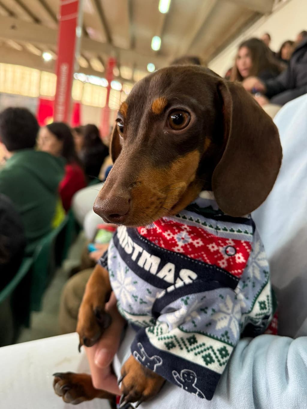 Teckel Monte Das Aves  galeria