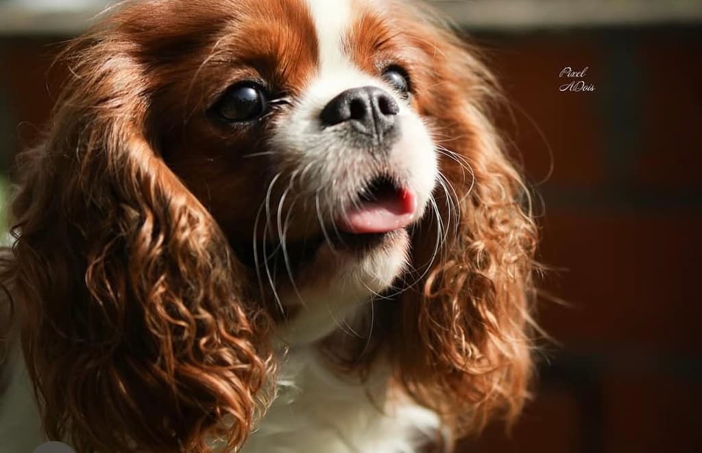 Progenitor KAMILA Valivans (Breeze)