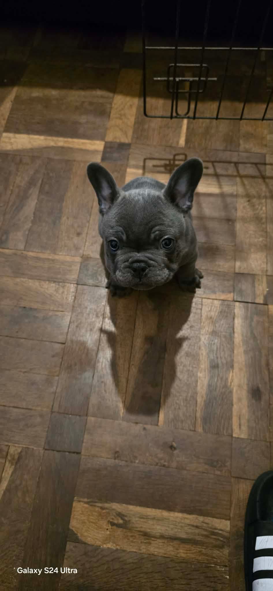 Cachorro Macho