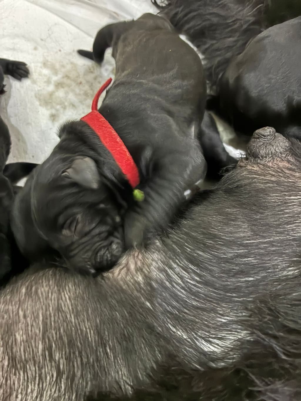 Image for House Black&White