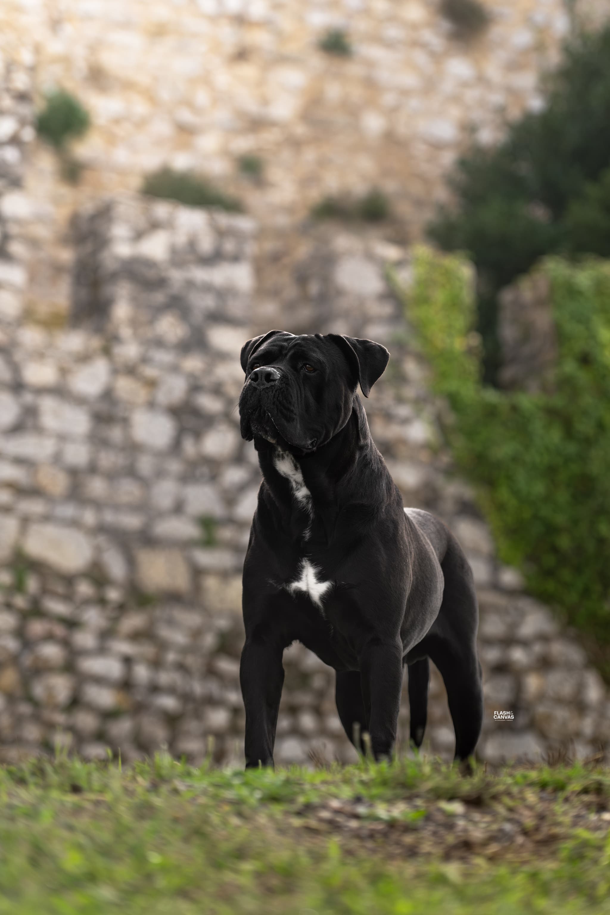 PreciousGuardian of Land Kennel galeria