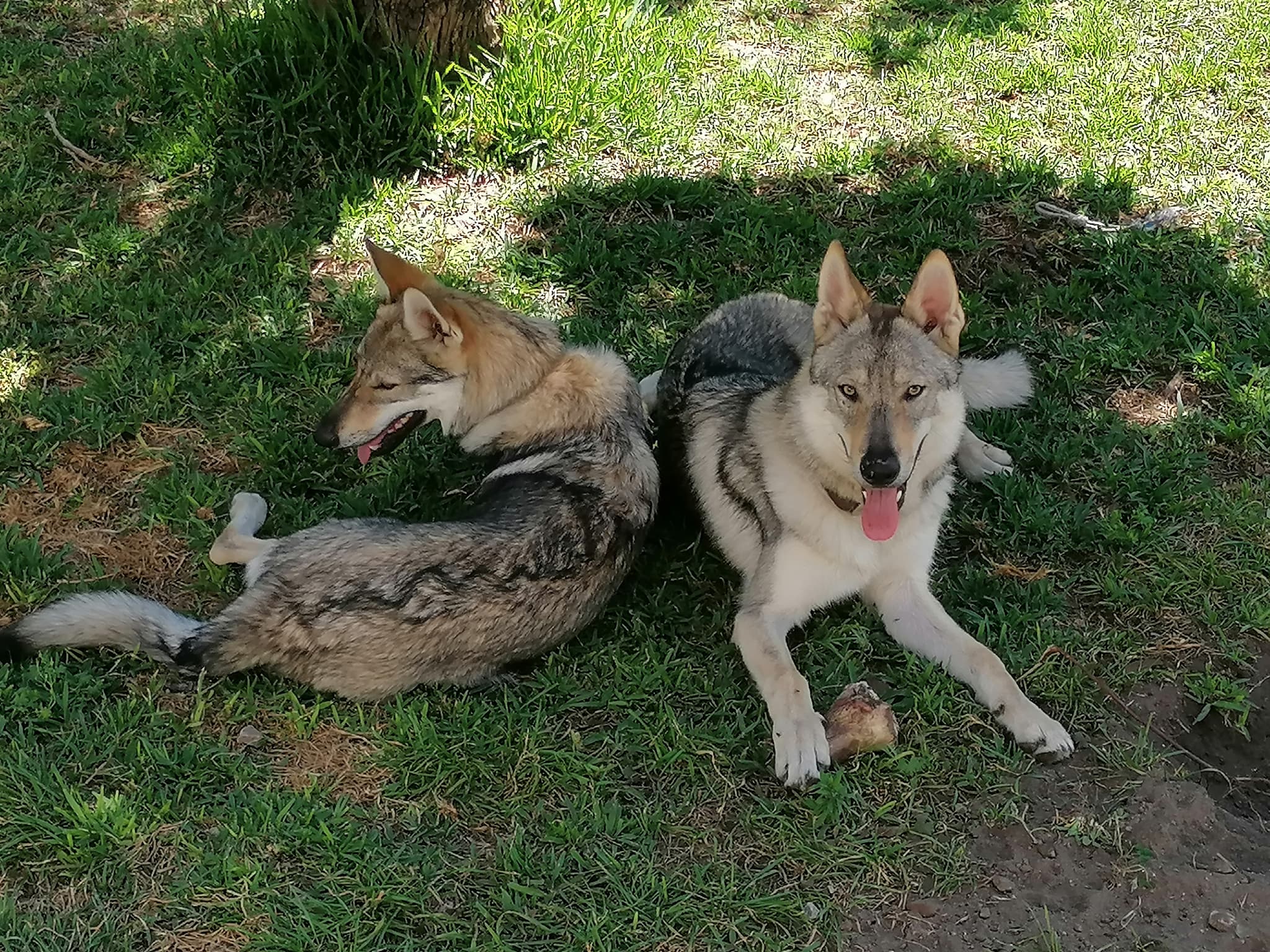 Fotografia de Lobos da Invicta