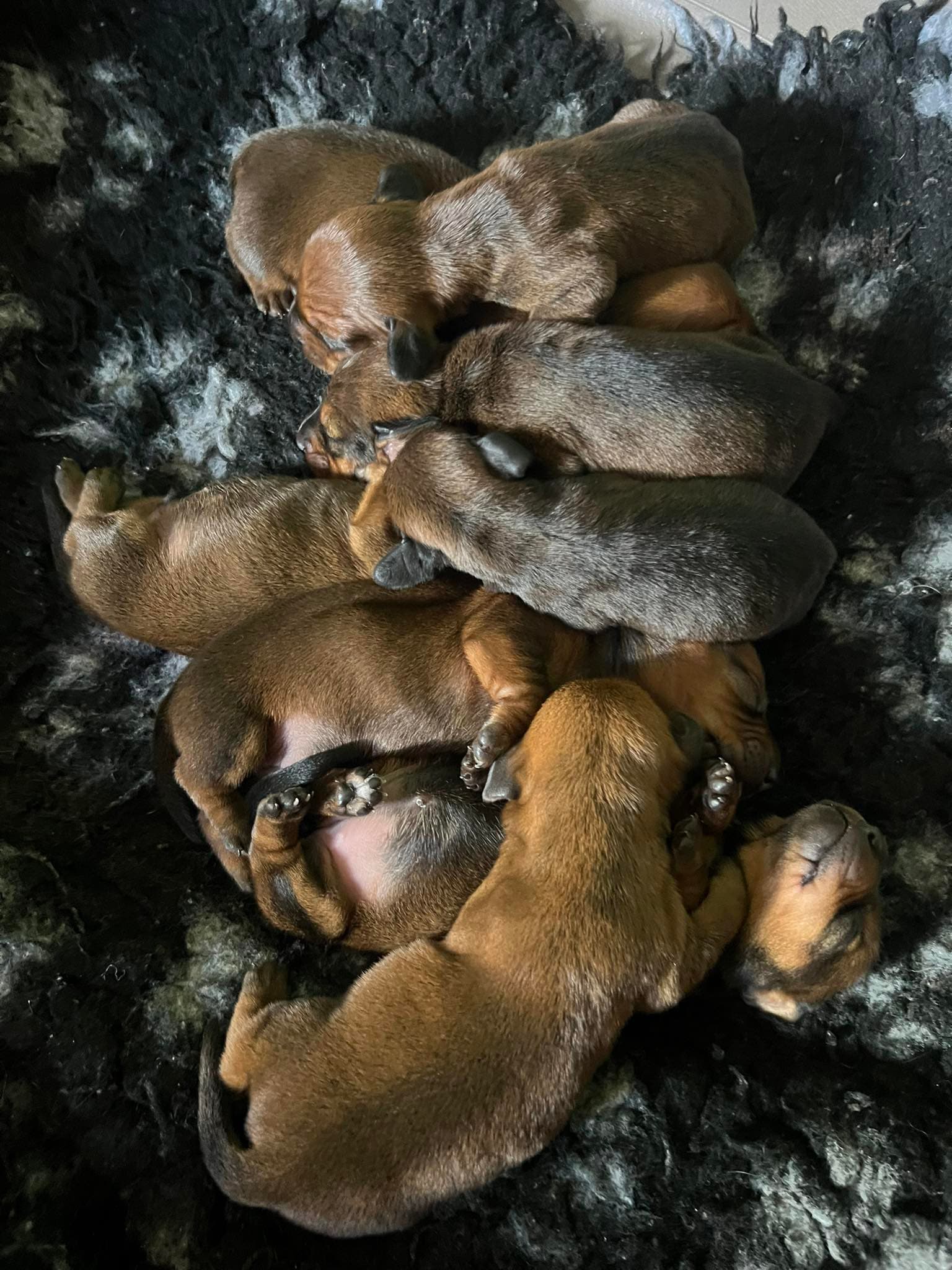 Fotografia de Cachorro Macho