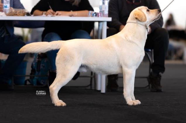 Image for LENDA D’SAPHIRA KENNEL