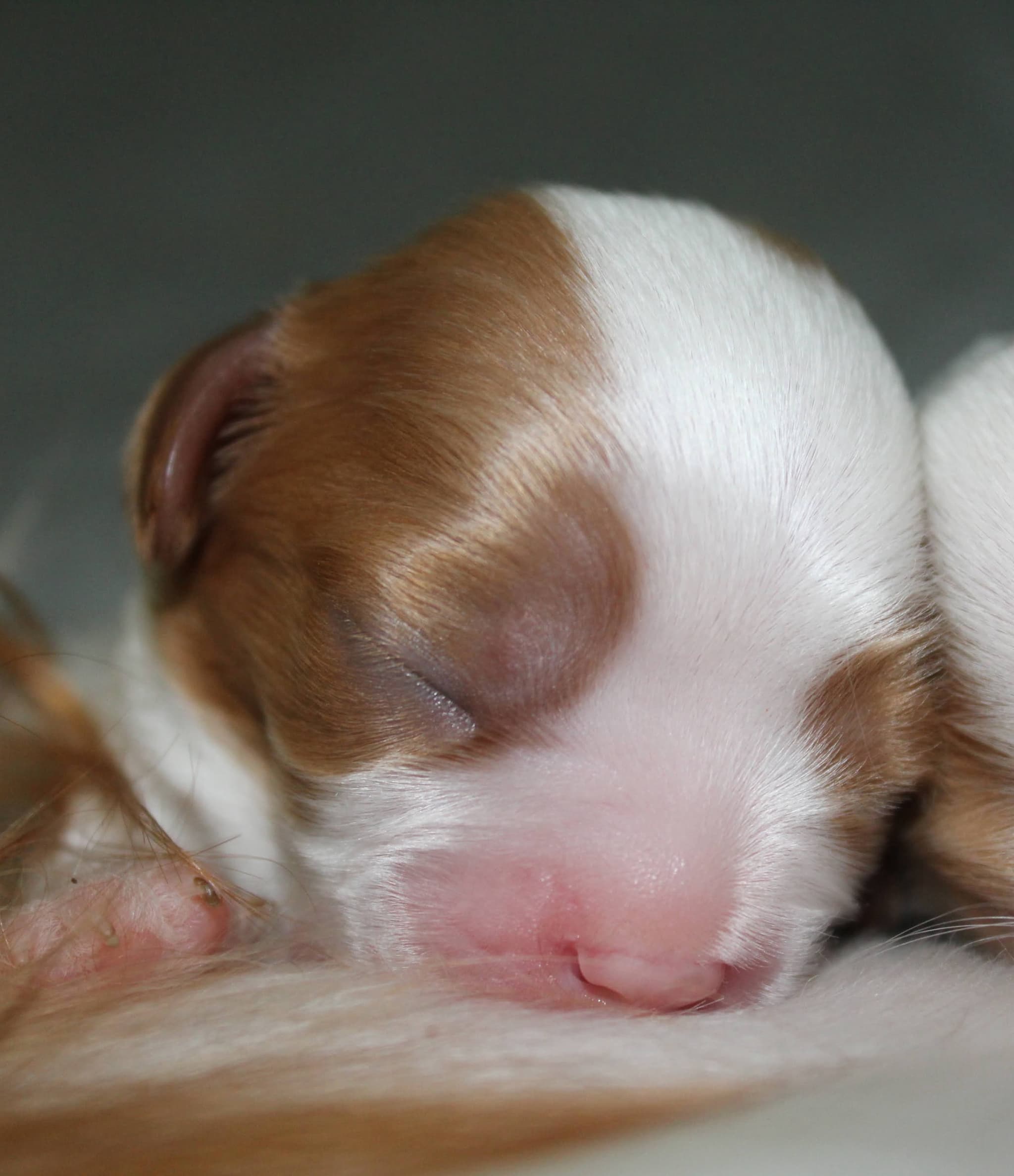 Cachorro 