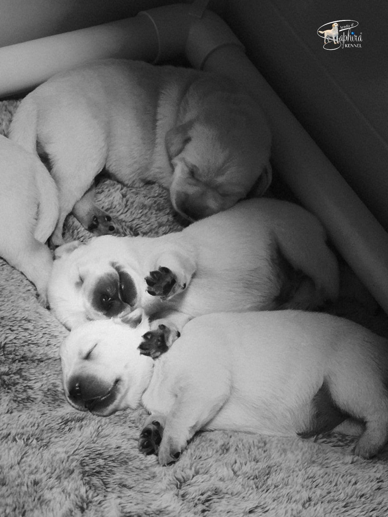 Fotografia de NALA SAFIRA DA LENDA D´SAPHIRA