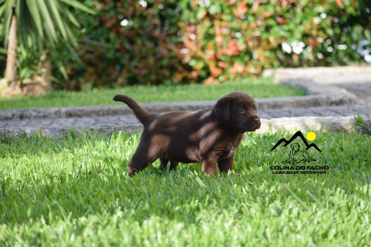 Image for Colina do Facho Labradores