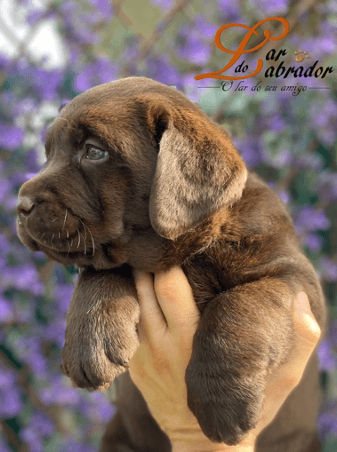 Lar do Labrador galeria