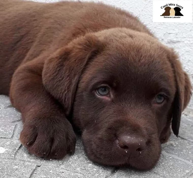Cachorro FEMEA 1 