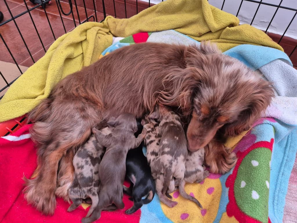 Teckel do Oeste galeria