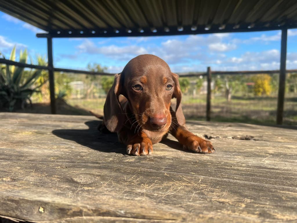 Image for Teckel Monte Das Aves 