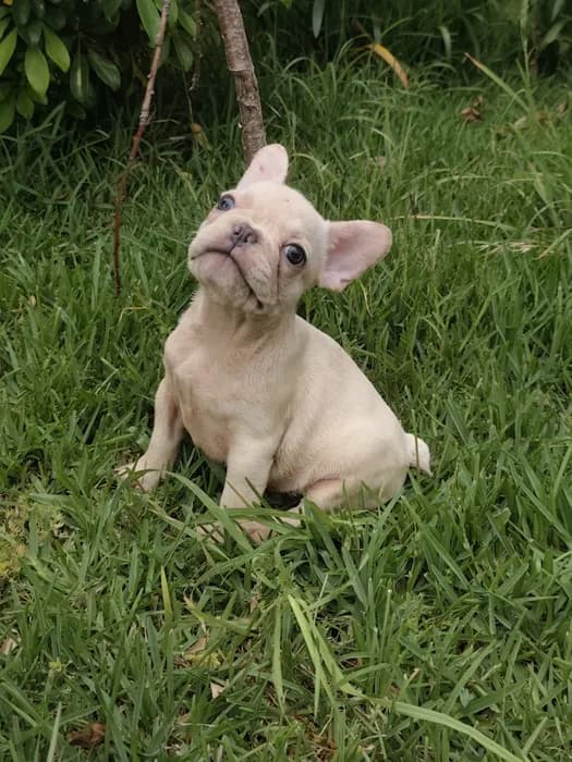 Fotografia de Macho, 1