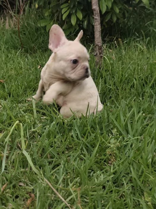 Fotografia de Macho, 1