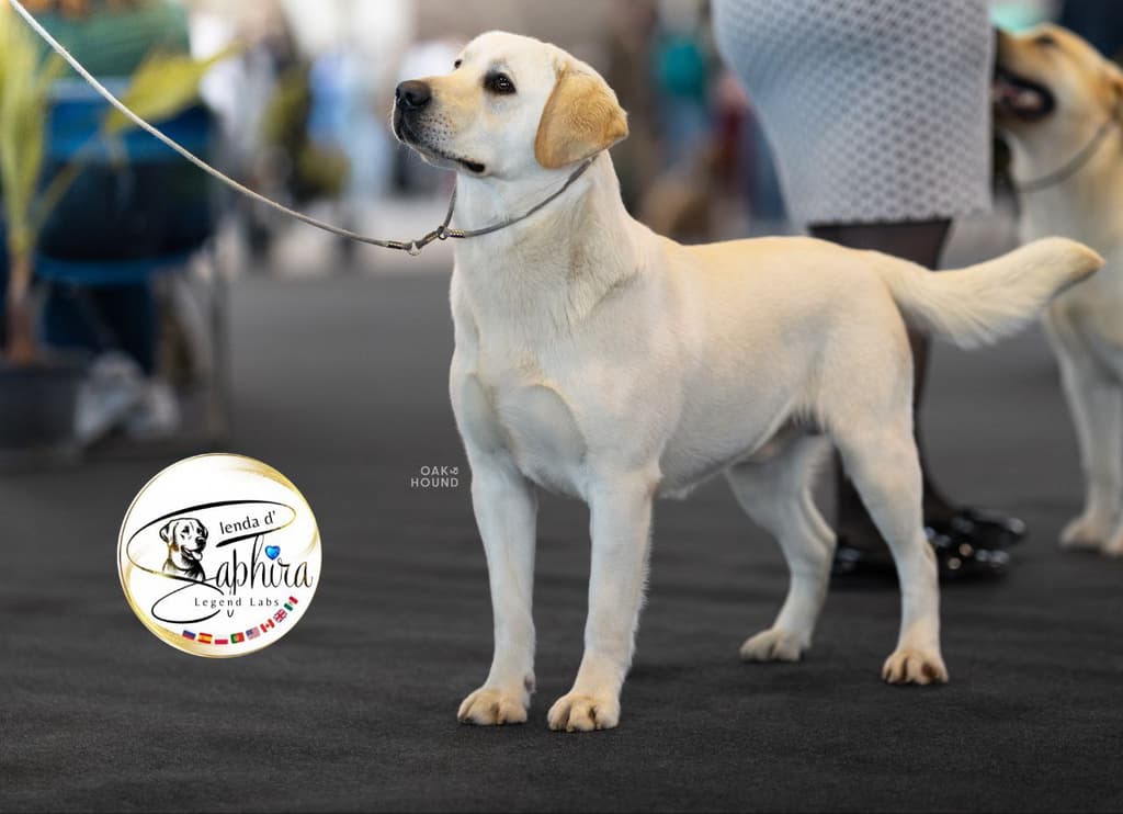 LENDA D’SAPHIRA KENNEL galeria